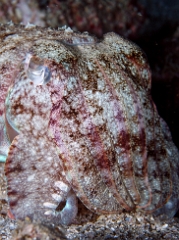 Birmanie - Mergui - 2018 - DSC03126 - Broadclub cuttlefish - Seiche - Sepia latimanus